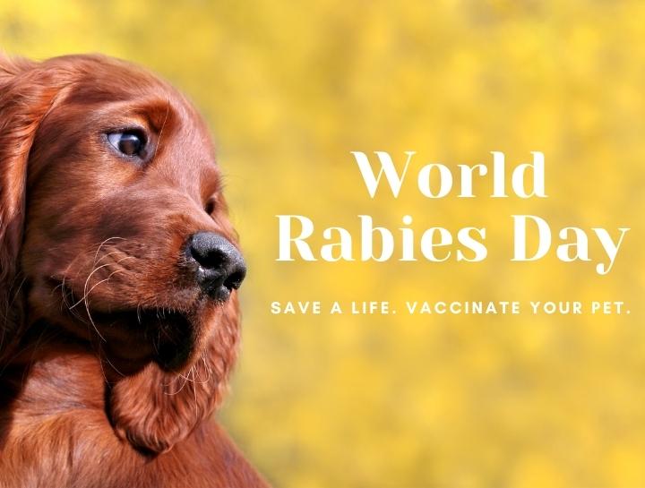 World Rabies Day | Animal Hospital at the Crossing