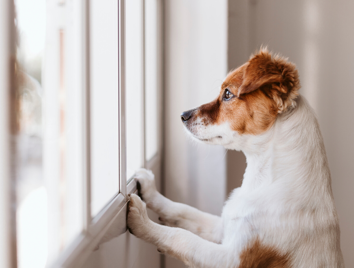 Local vets that store make house calls