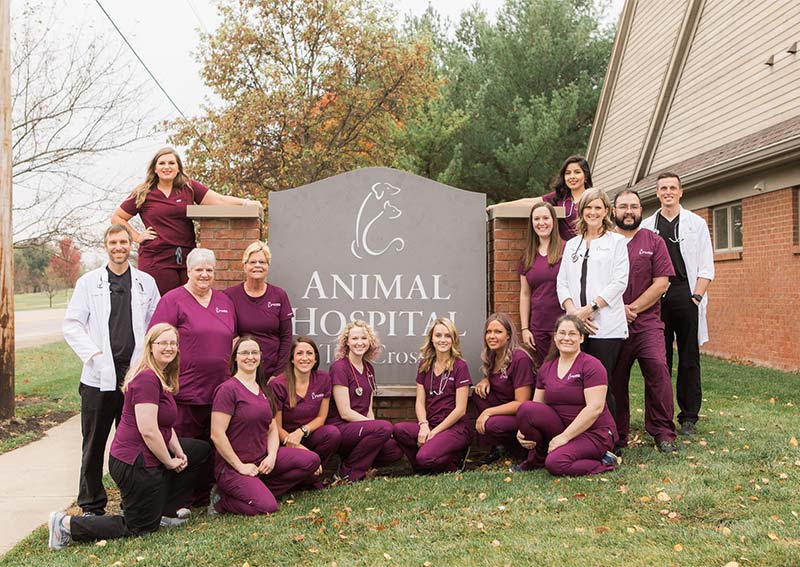 Carousel Slide 1: Animal Hospital at the Crossroads, Champaign