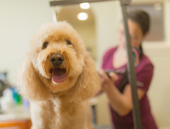 Pet Groomers