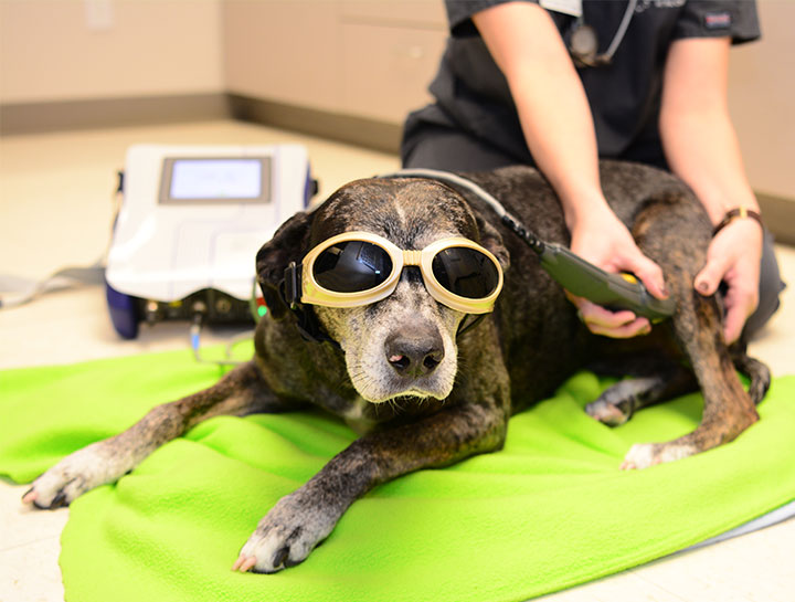 Cool laser clearance therapy for dogs