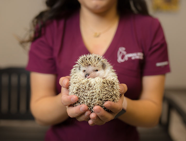 Hedgehog vet sale care